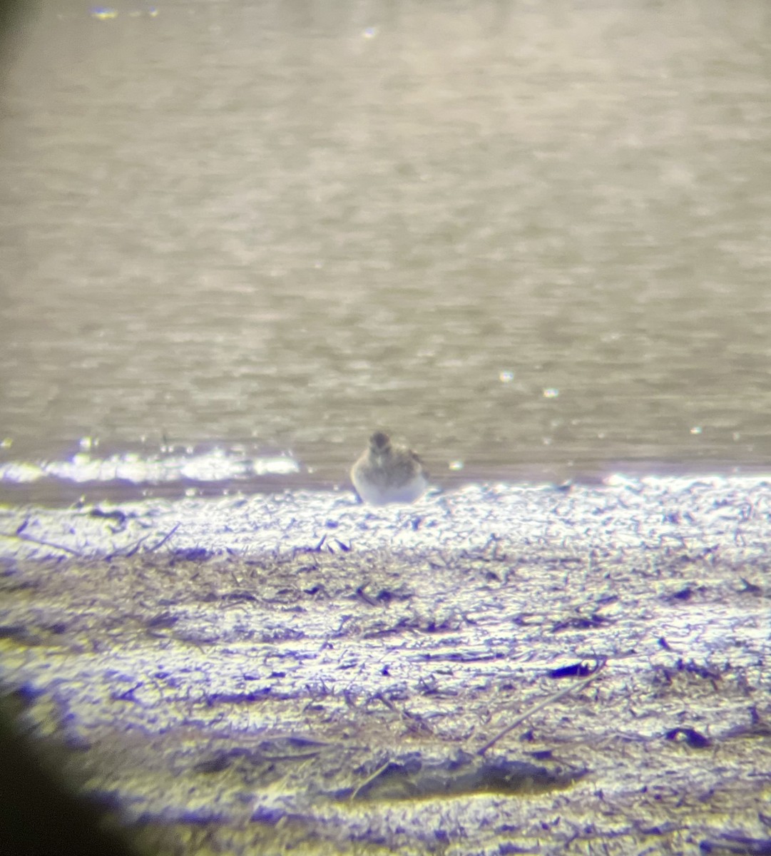 Least Sandpiper - ML634657926