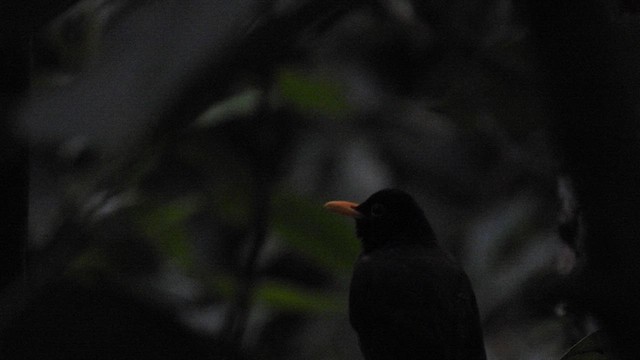 Yellow-legged Thrush - ML634657969