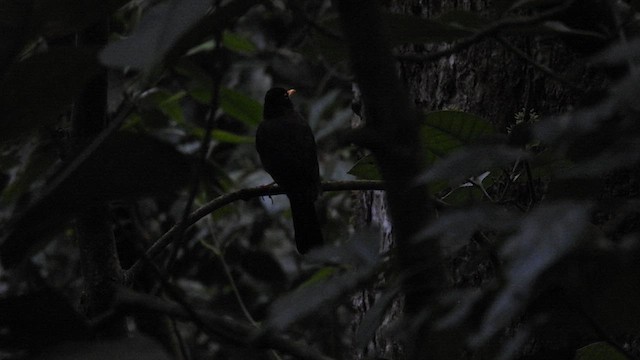 Yellow-legged Thrush - ML634657972