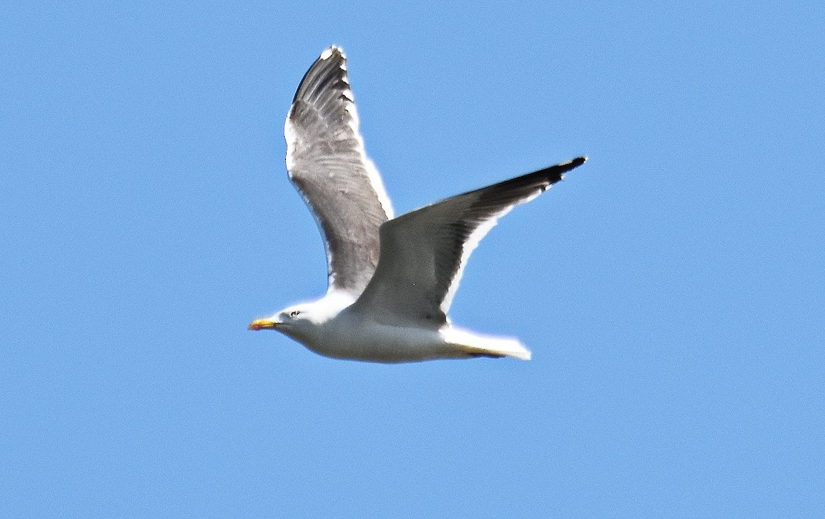 Zafferano - ML634657987