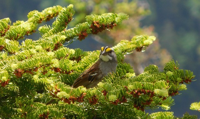 White-throated Sparrow - ML63465801