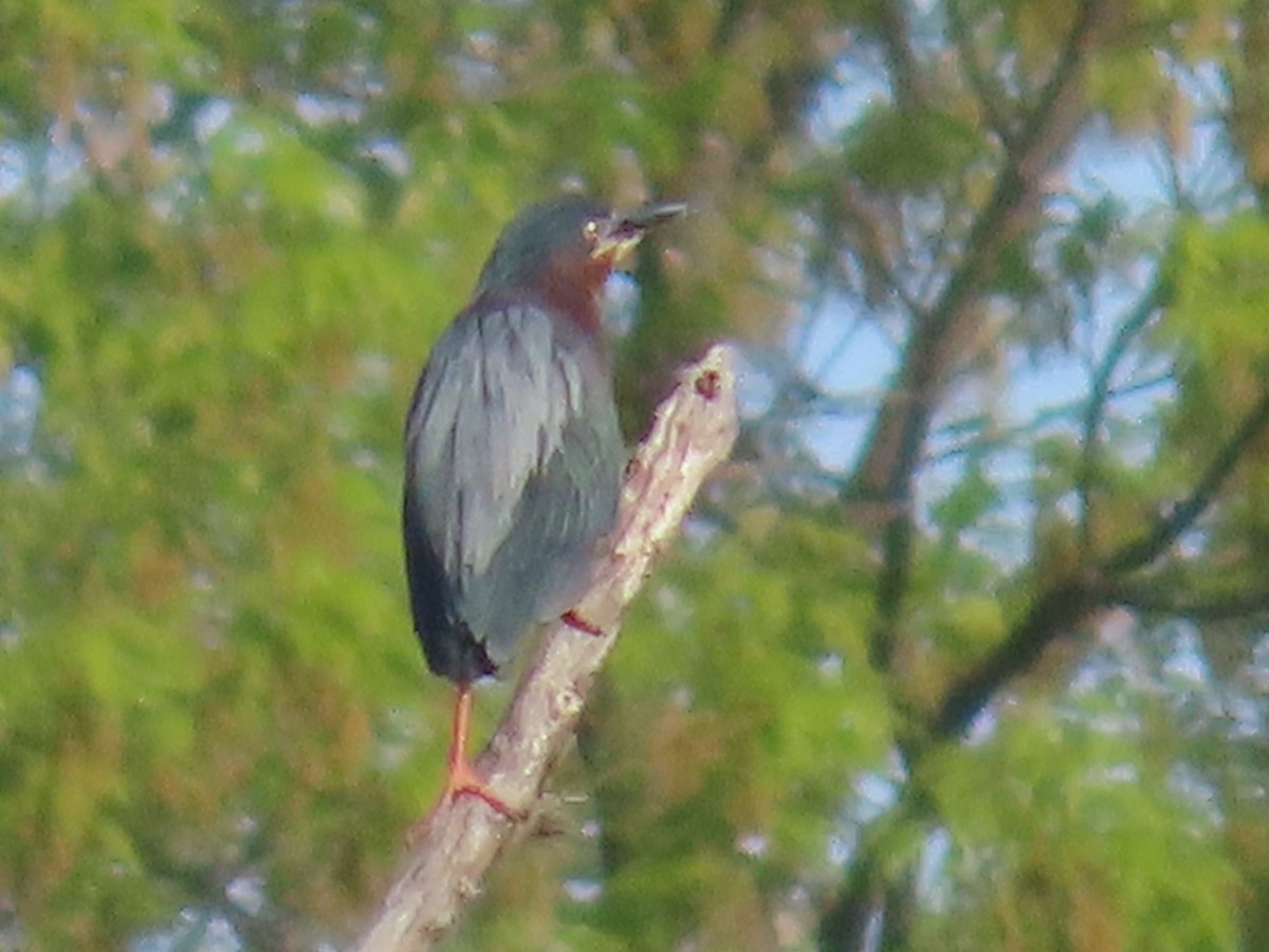 אנפית ירוקה - ML634658190