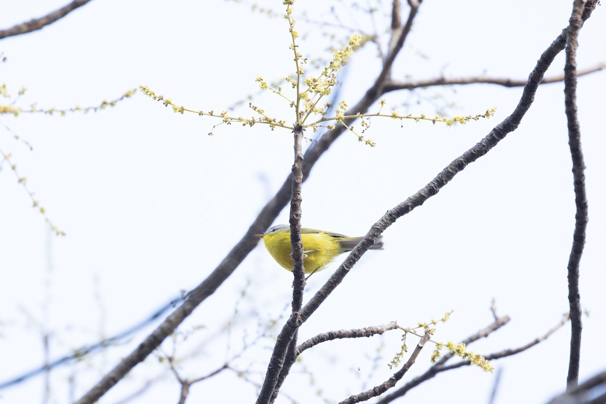 Gray-hooded Warbler - ML634658238