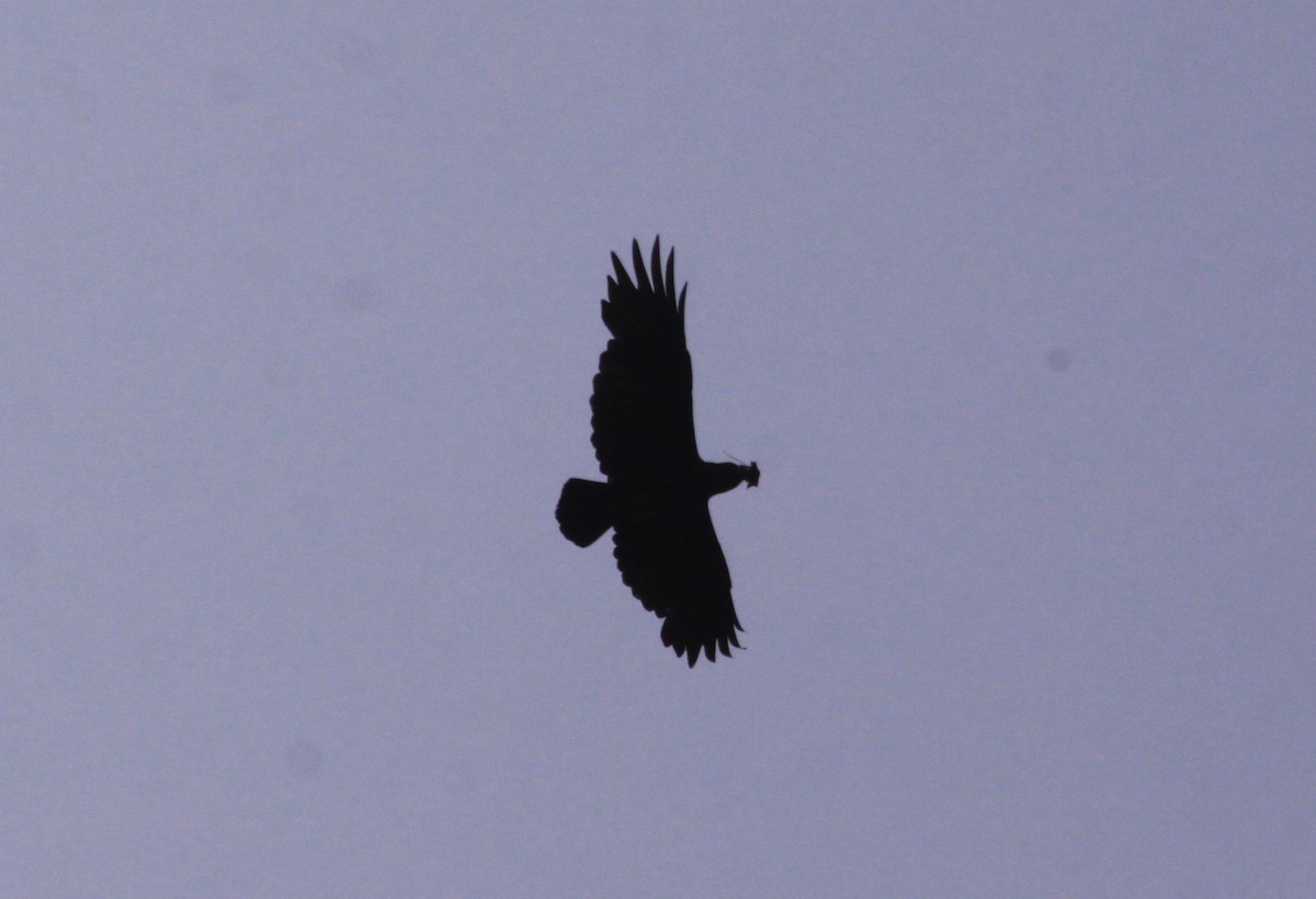 White-necked Raven - ML634658367