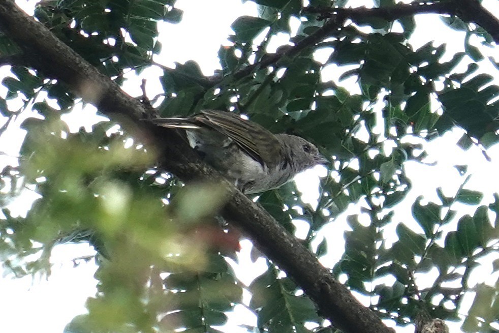 Pallid Honeyguide - ML634658368