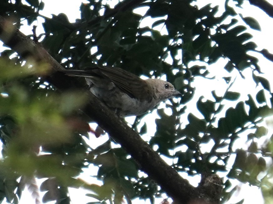 Pallid Honeyguide - ML634658369