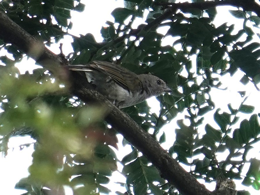 Pallid Honeyguide - ML634658370