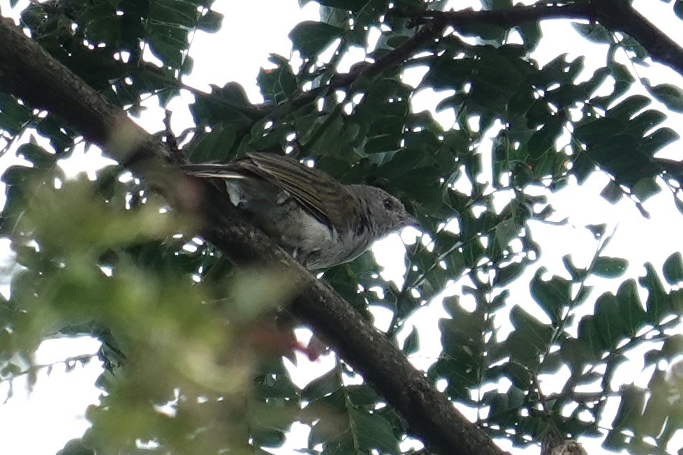 Pallid Honeyguide - ML634658372