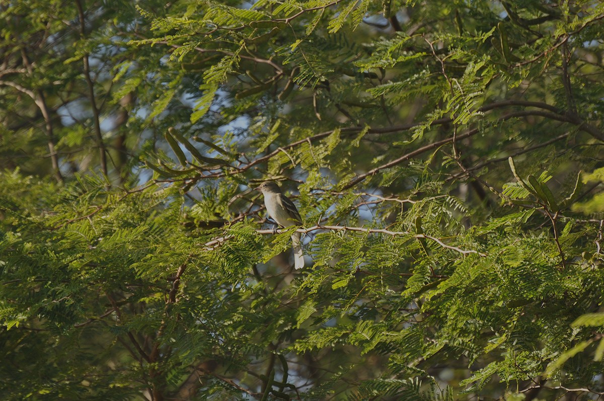 Weißkinn-Olivtyrann - ML634658452