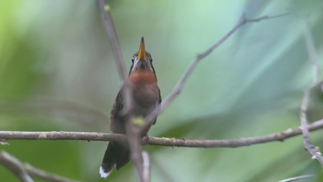Band-tailed Barbthroat - ML634658522