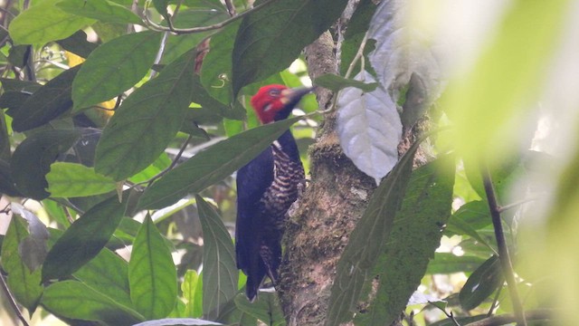 Crimson-crested Woodpecker - ML634658547