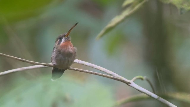 Band-tailed Barbthroat - ML634658561
