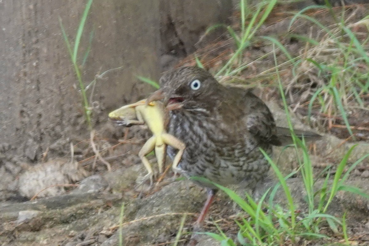 Pearly-eyed Thrasher - ML634658638