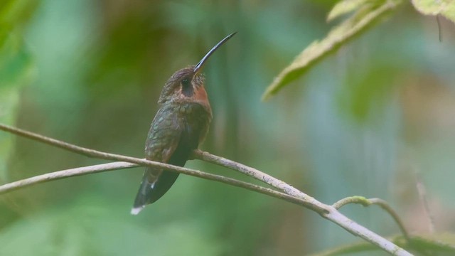 Band-tailed Barbthroat - ML634658662