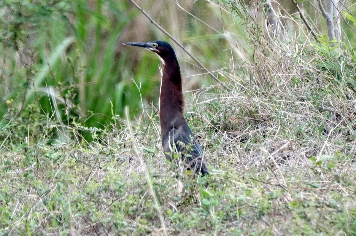 Koartzatxo berdea - ML634658742