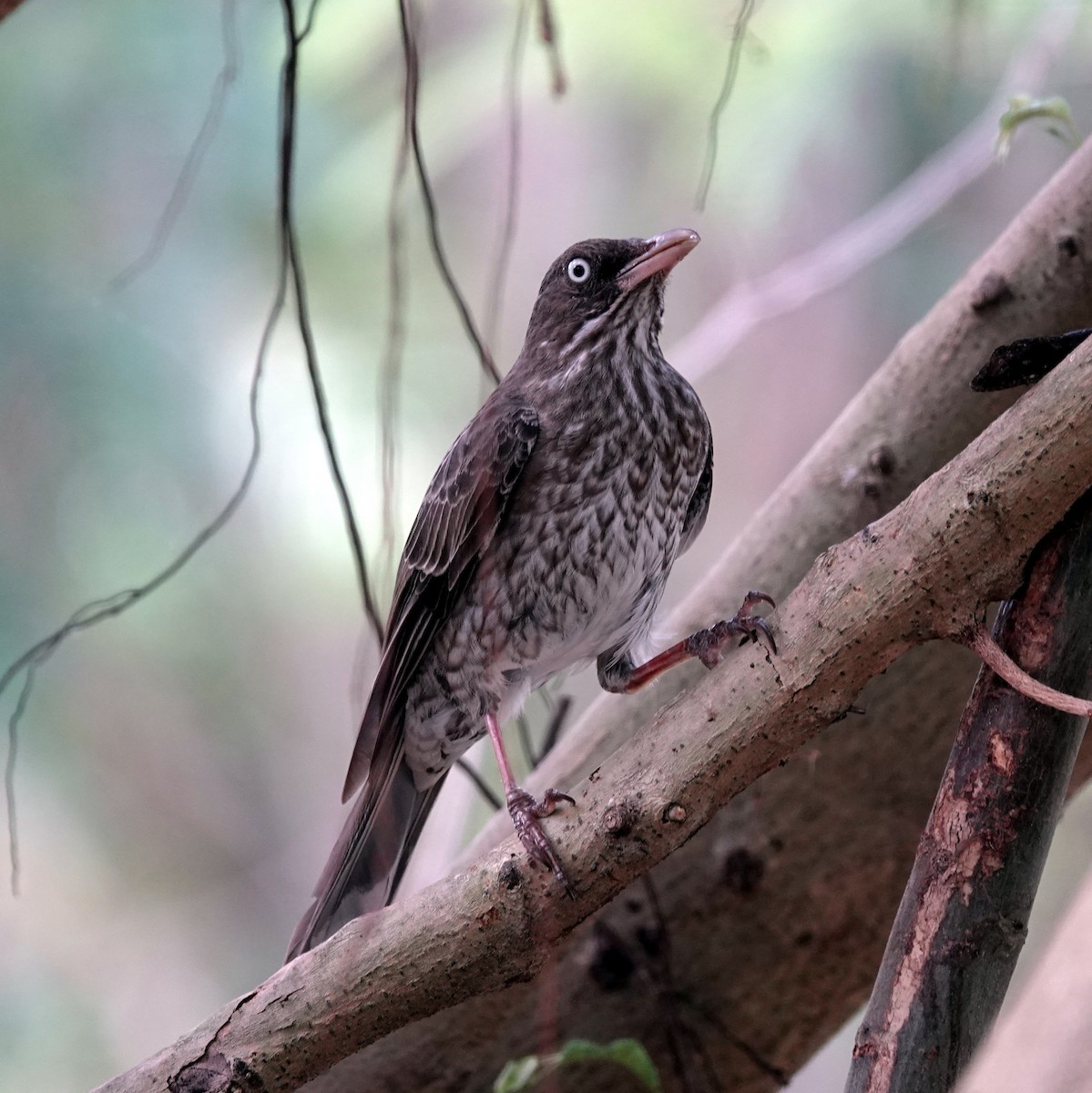 Pearly-eyed Thrasher - ML634658755