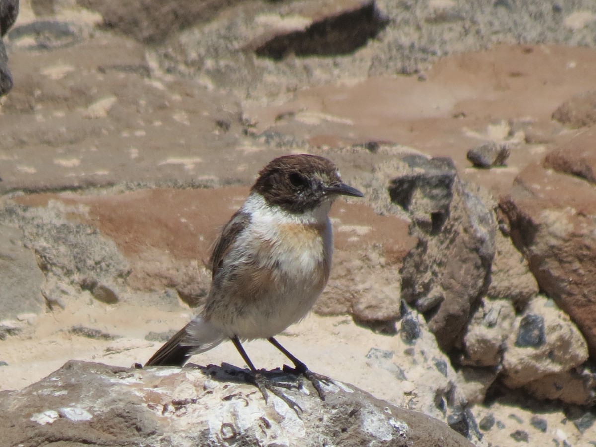 Fuerteventura Stonechat - ML634658786