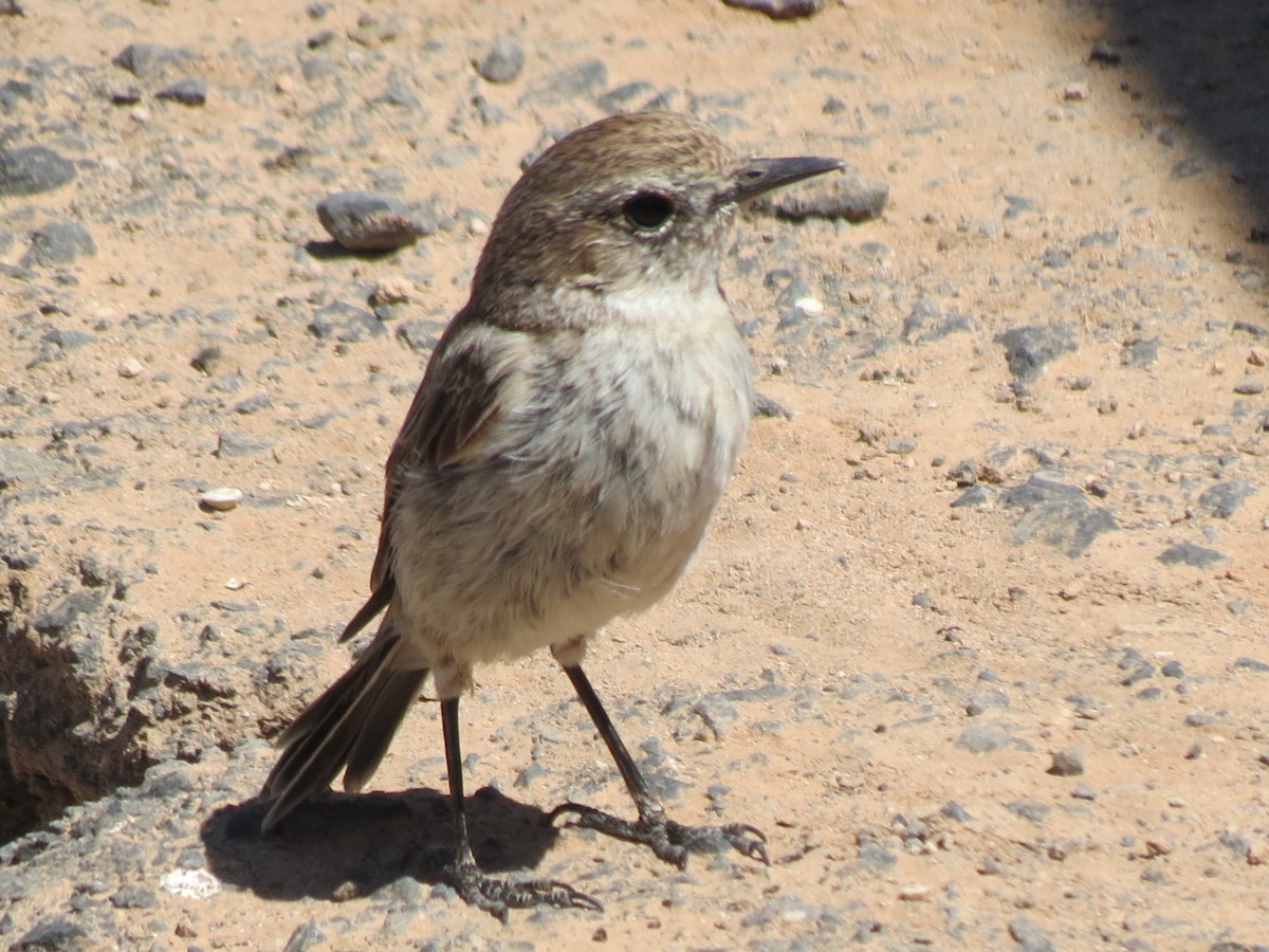 Fuerteventura Stonechat - ML634658787