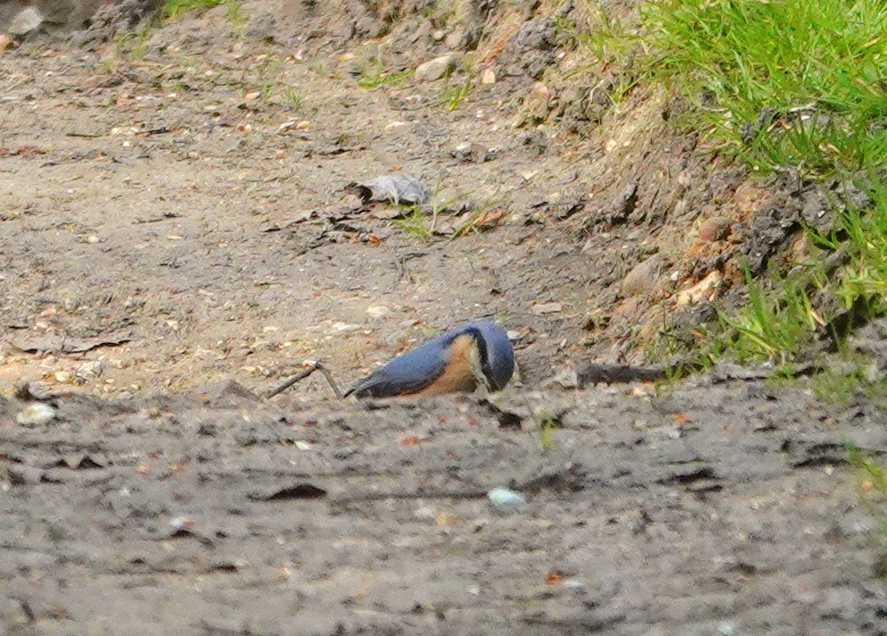 Garrapo eurasiarra - ML634658886