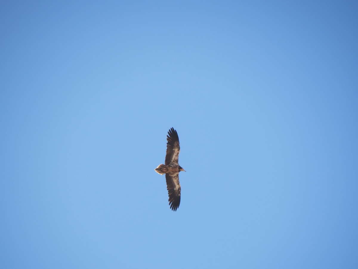 Дэлт ёл - ML634658974