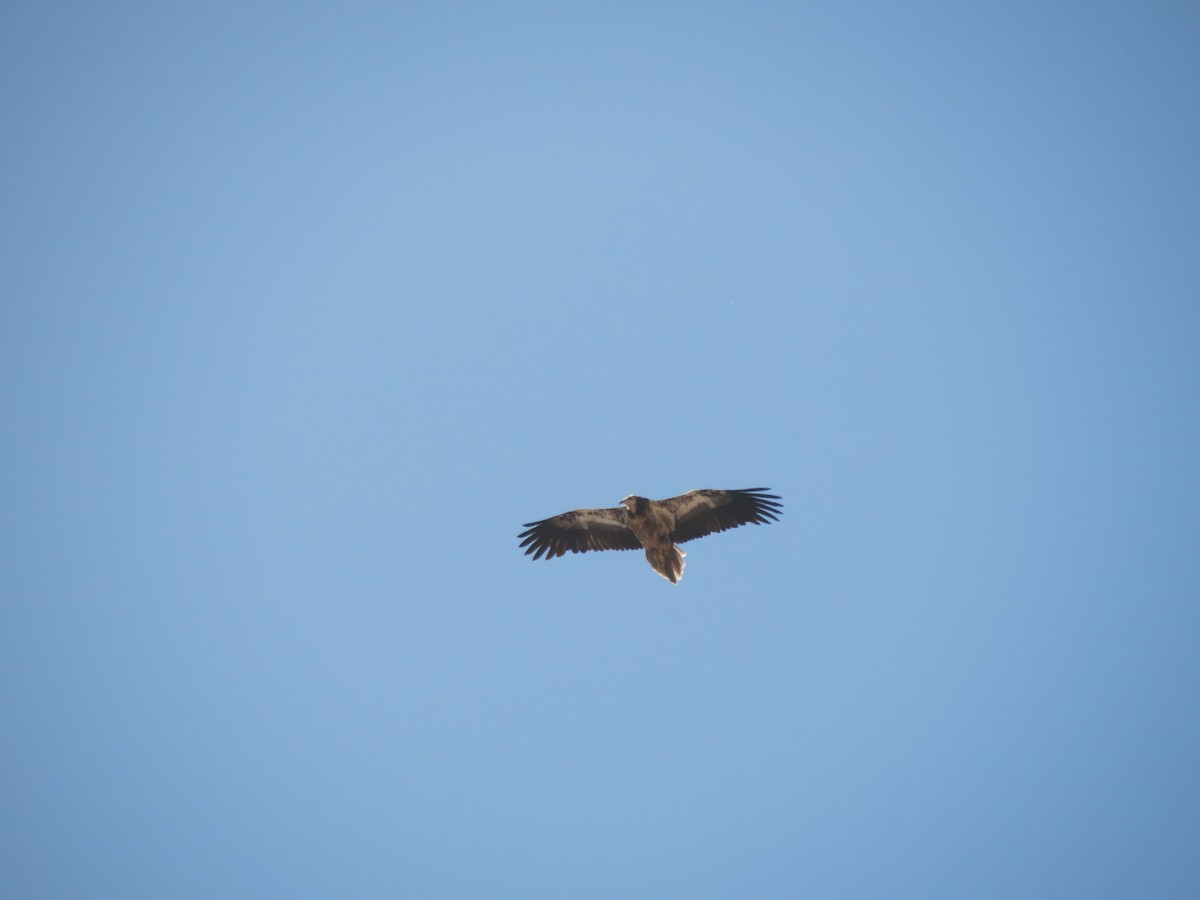 Дэлт ёл - ML634658975