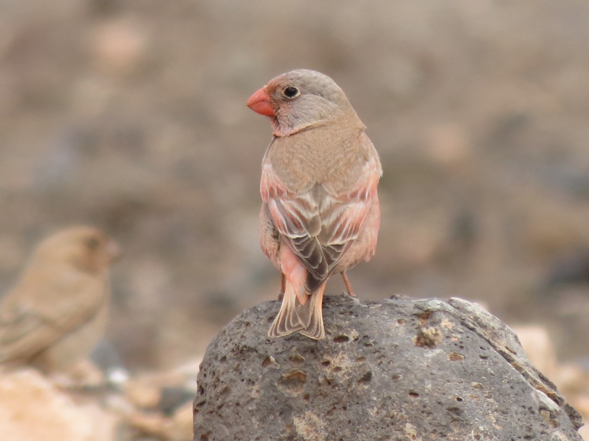 Trumpeter Finch - ML634659008