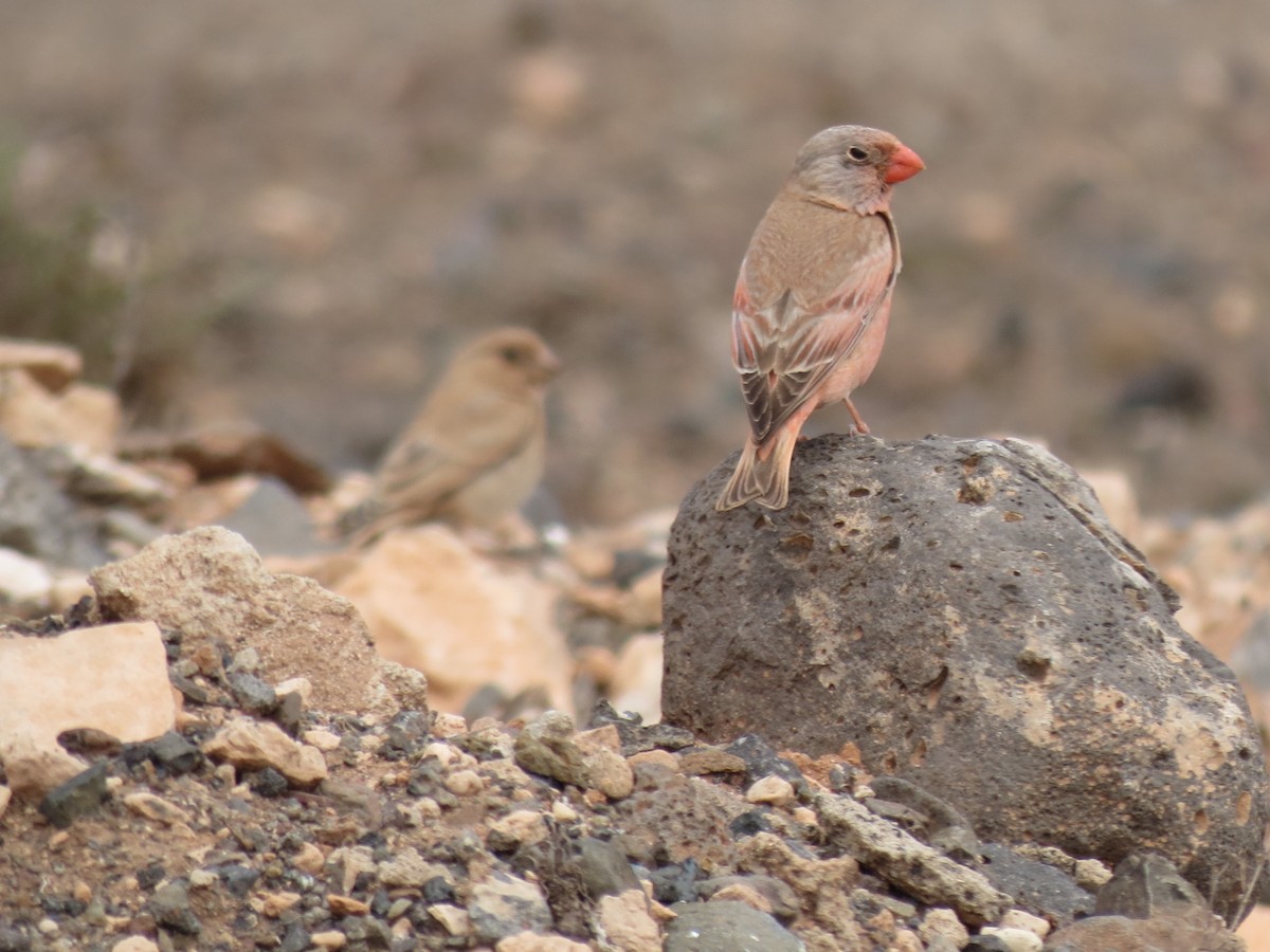 Trumpeter Finch - ML634659010