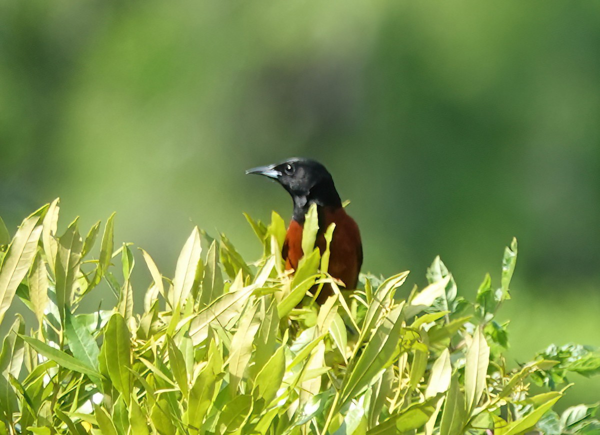 Orchard Oriole - ML634659022