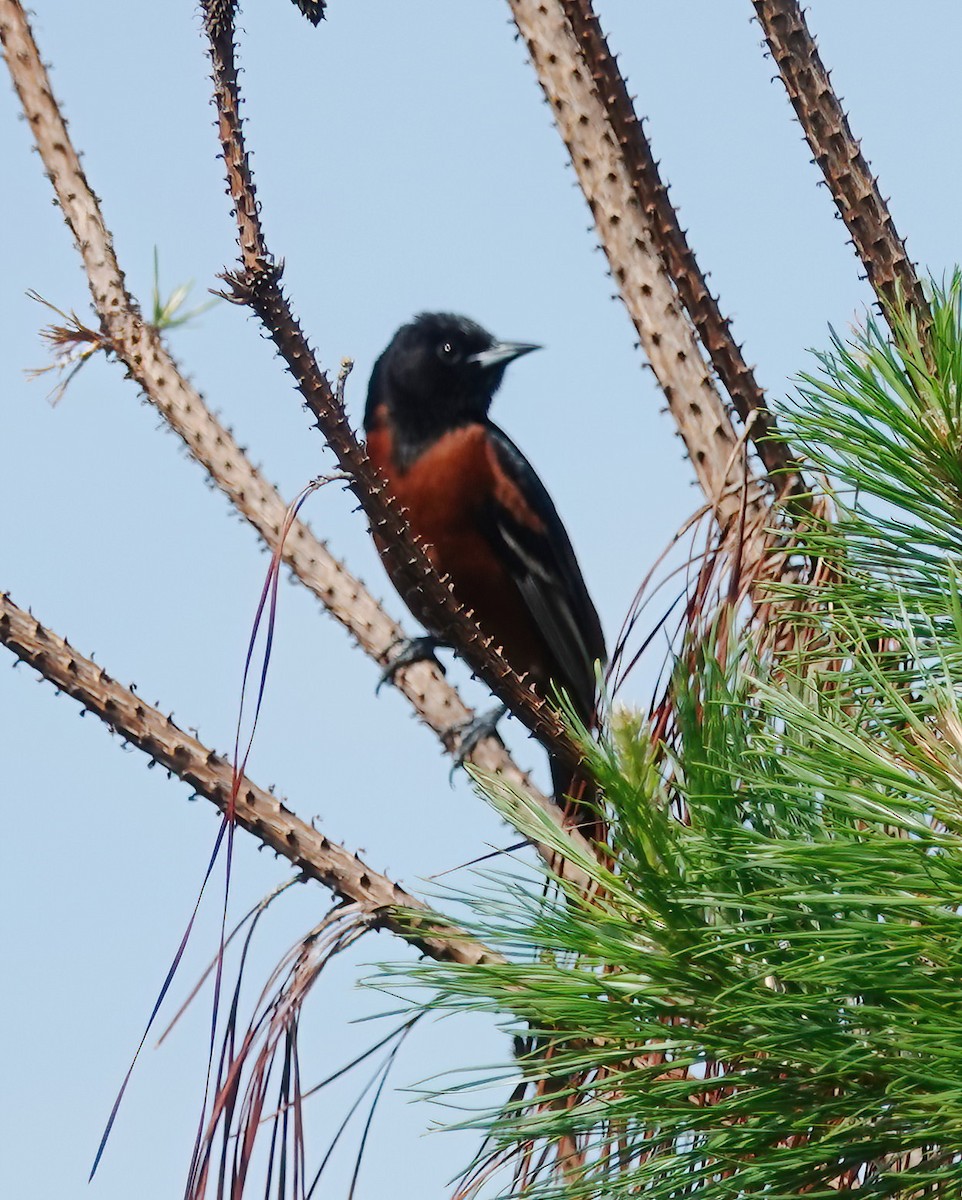 Orchard Oriole - ML634659023