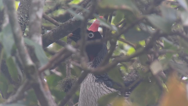 Horned Guan - ML634659059