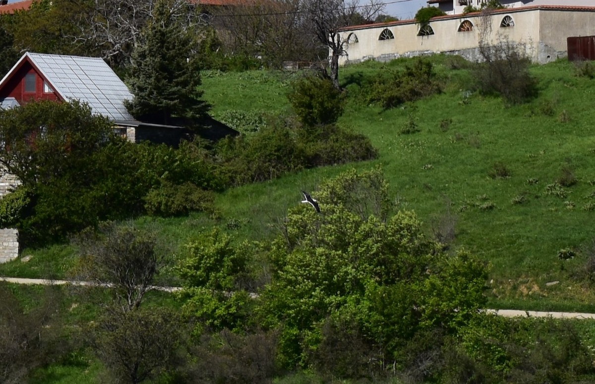 Zafferano - ML634659152