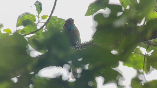 Motmot à gorge bleue - ML634659191