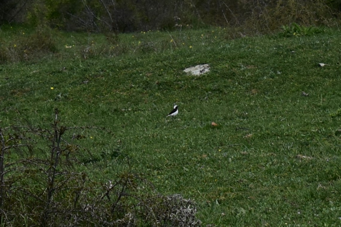 Pied Wheatear - ML634659208