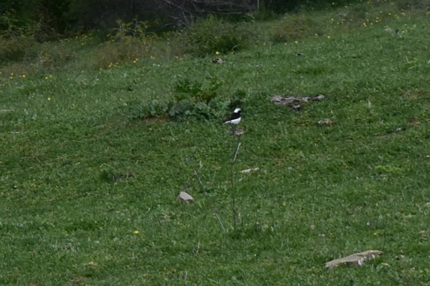 Pied Wheatear - ML634659209