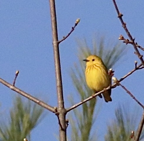 gulparula - ML634659265