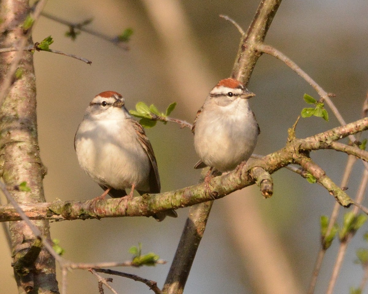 Chipping Sparrow - ML634659273