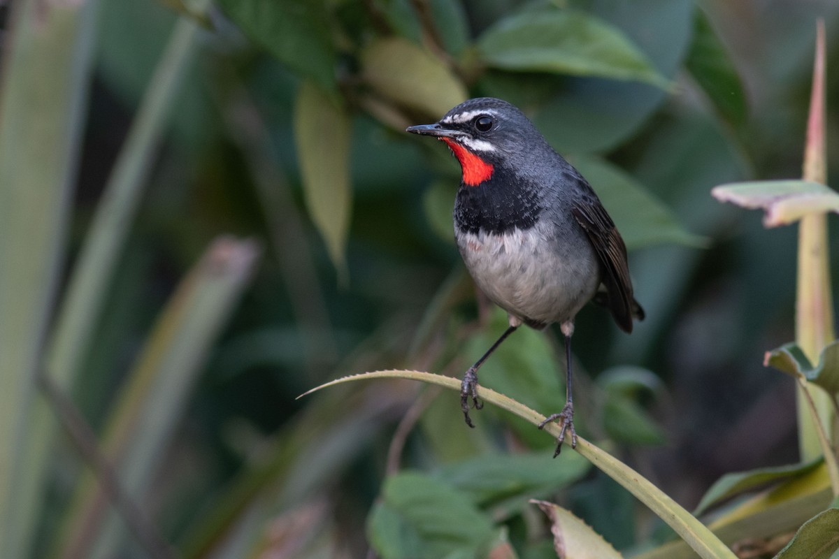 jaspisstrupe - ML634659293