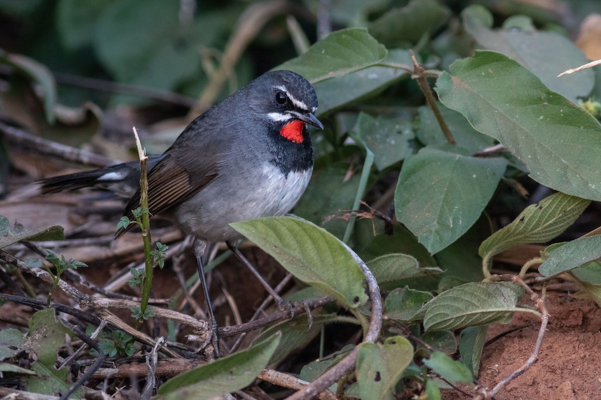 jaspisstrupe - ML634659295