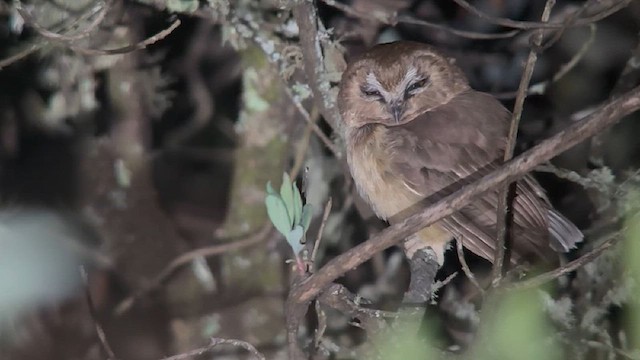 Unspotted Saw-whet Owl - ML634659326