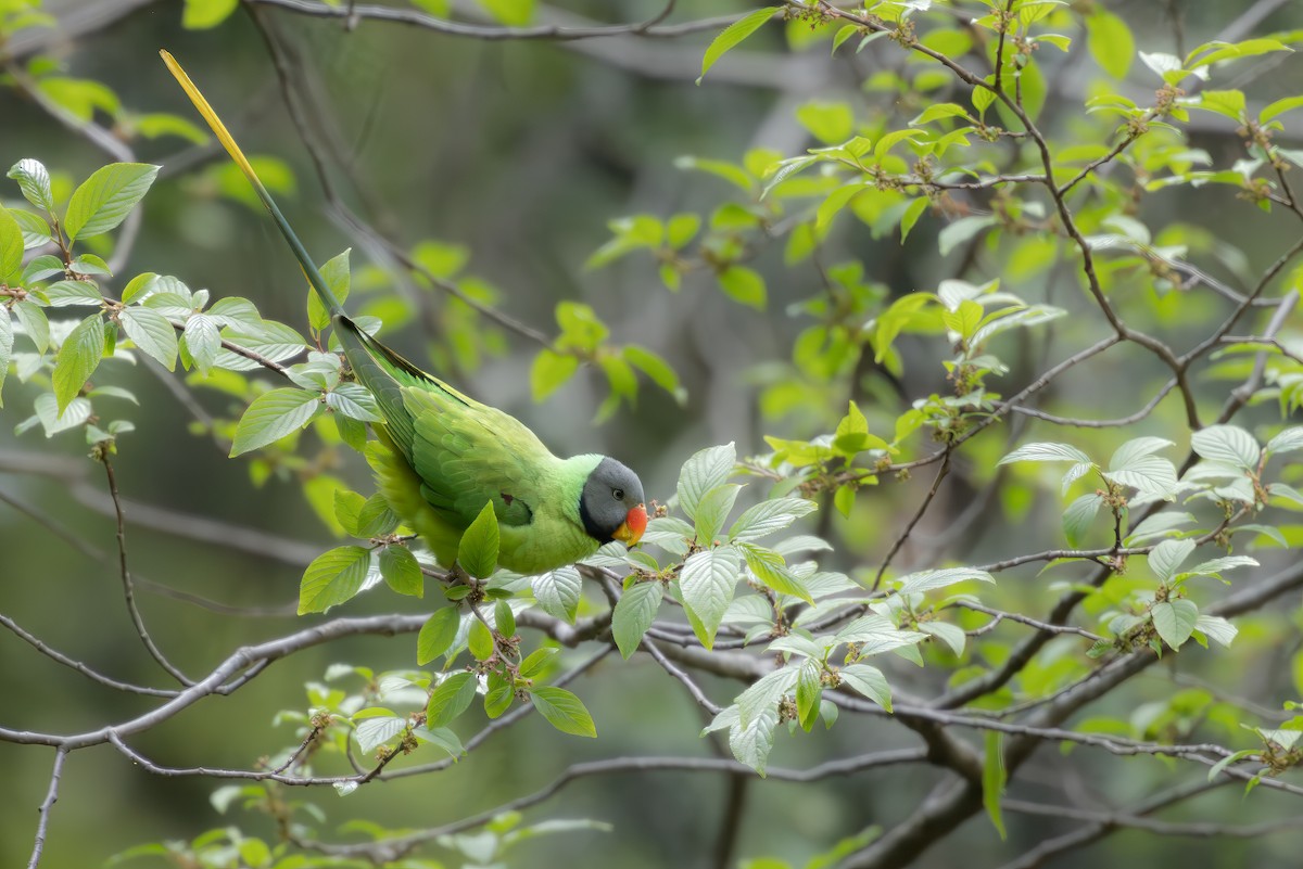 Slaty-headed Parakeet - ML634659396