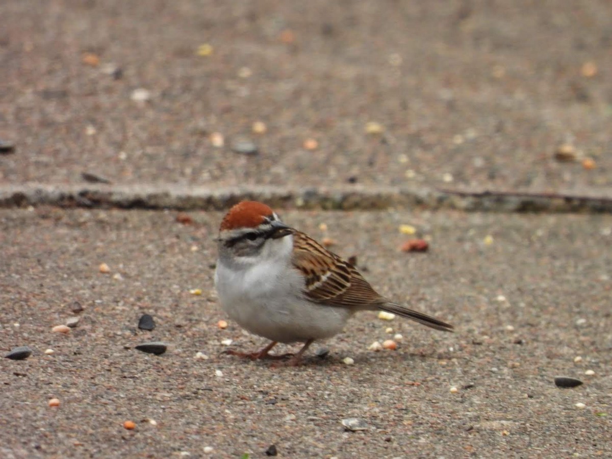 Chipping Sparrow - ML634659551