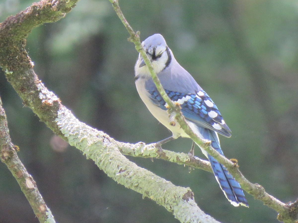 Blauhäher - ML634659615