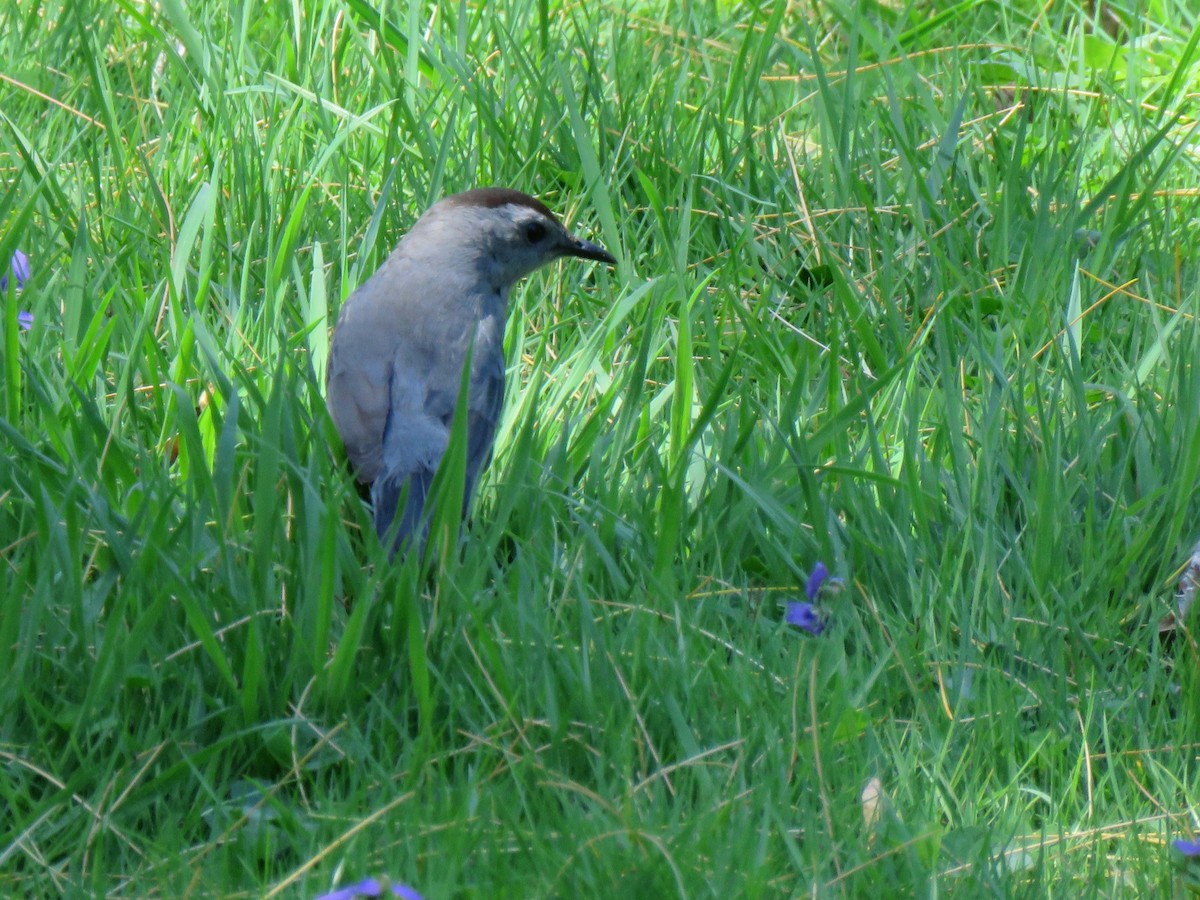 Katzenspottdrossel - ML634659633