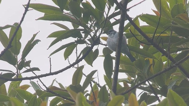 Azure-rumped Tanager - ML634659717