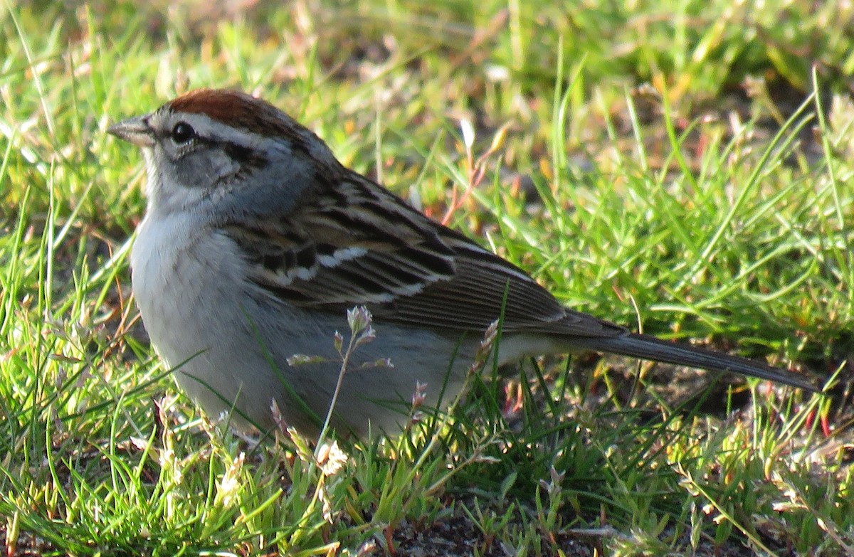 Chipping Sparrow - ML634659793