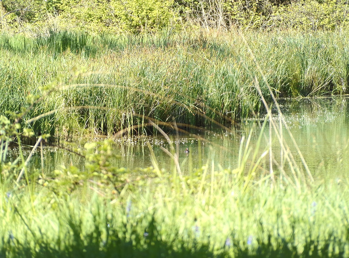 Хурган шунгуур - ML634659804