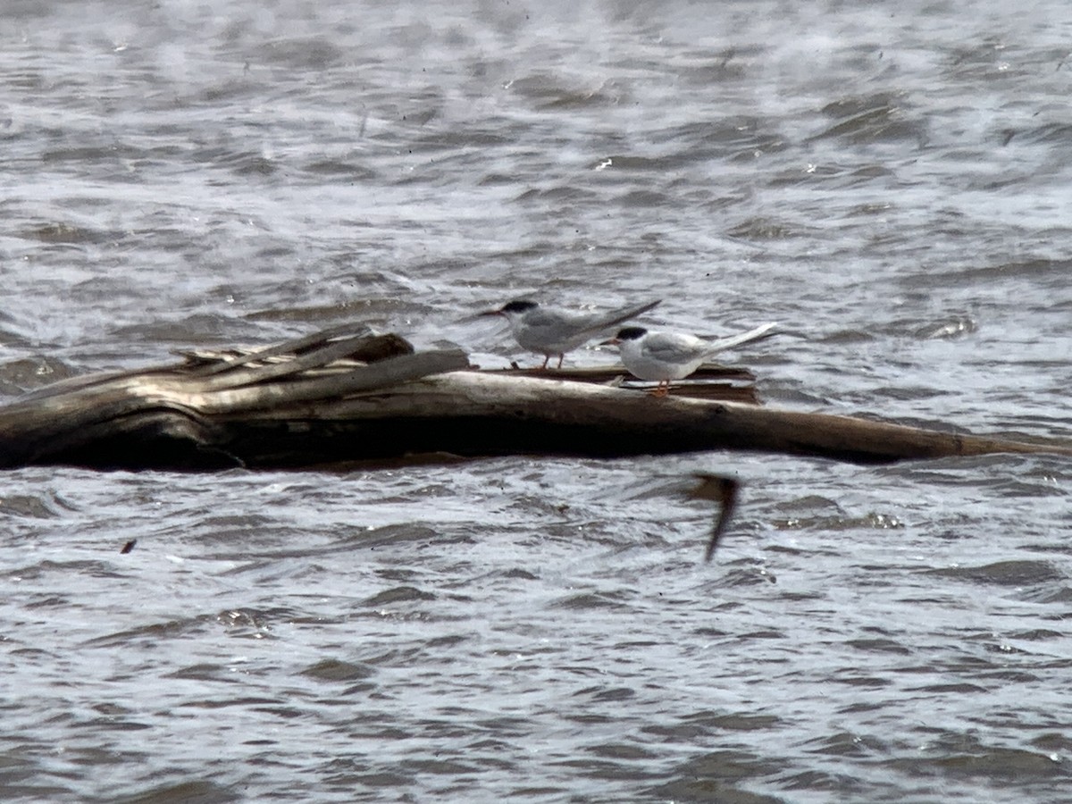 Forster's Tern - ML634659820
