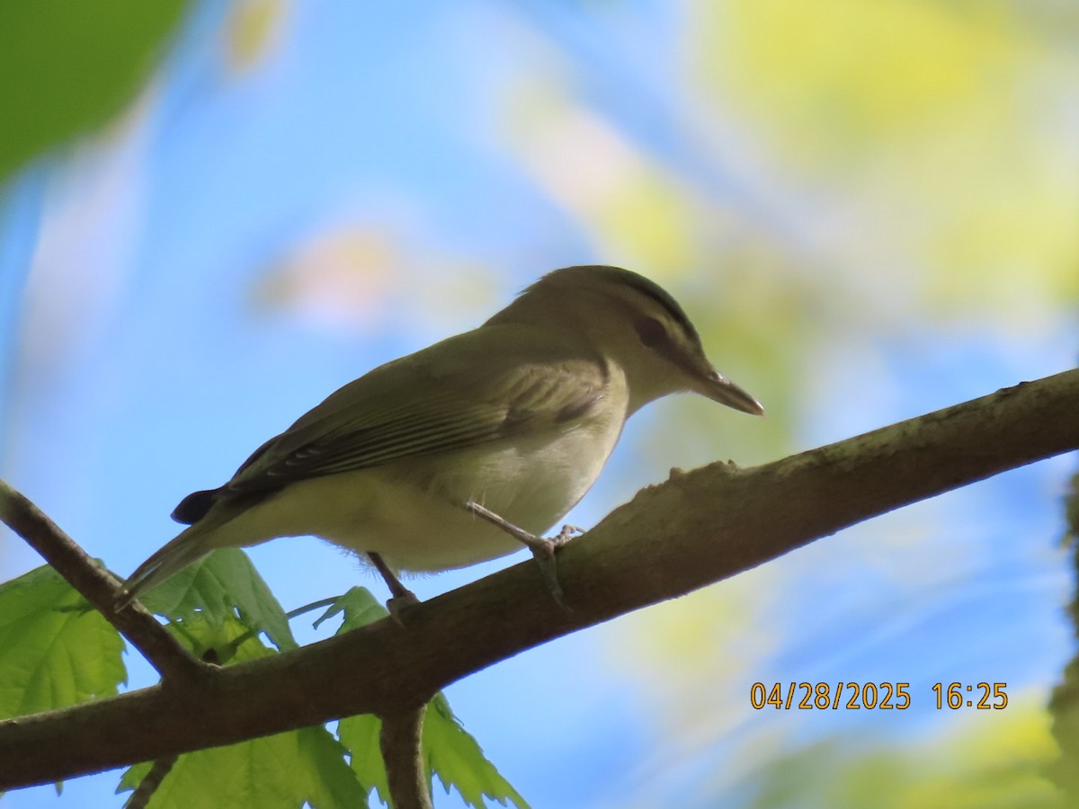 Red-eyed Vireo - ML634659881
