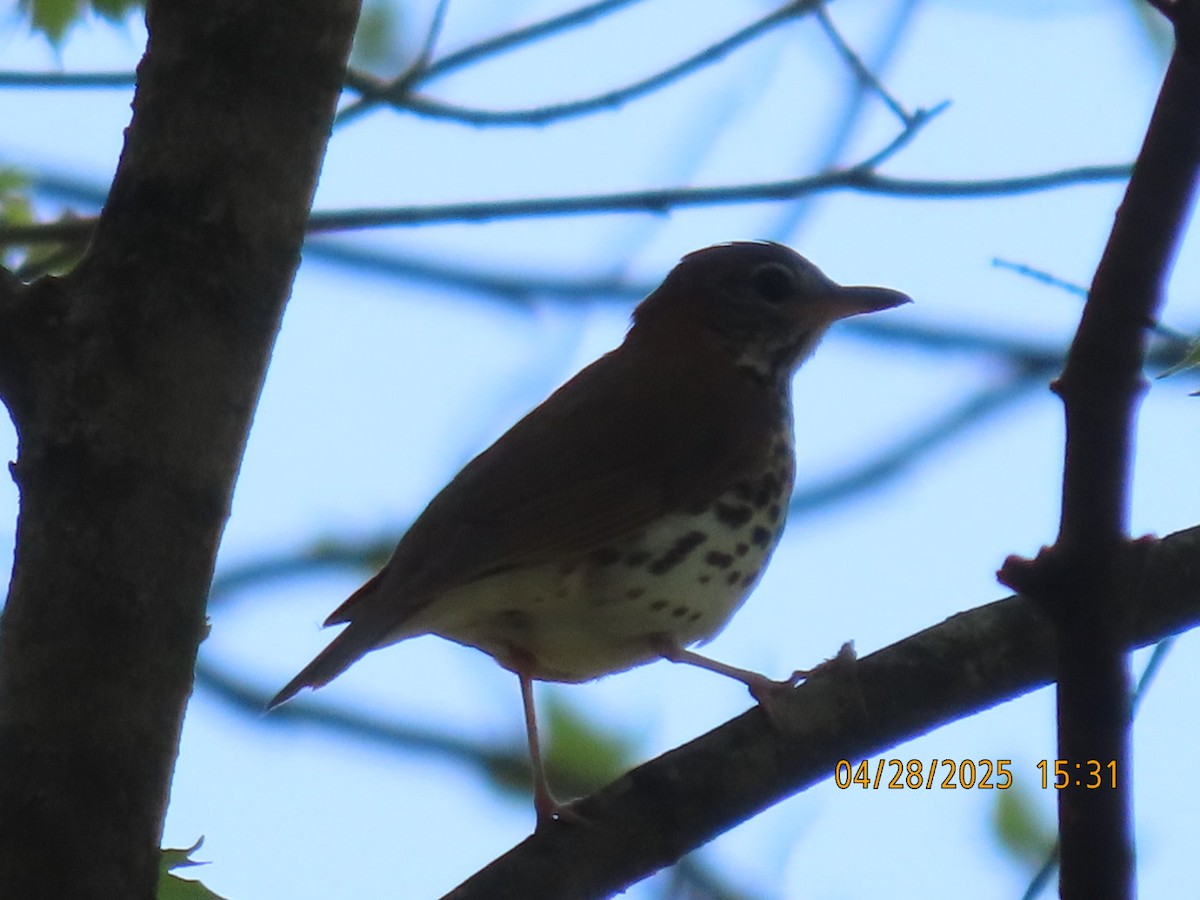 Wood Thrush - ML634659891