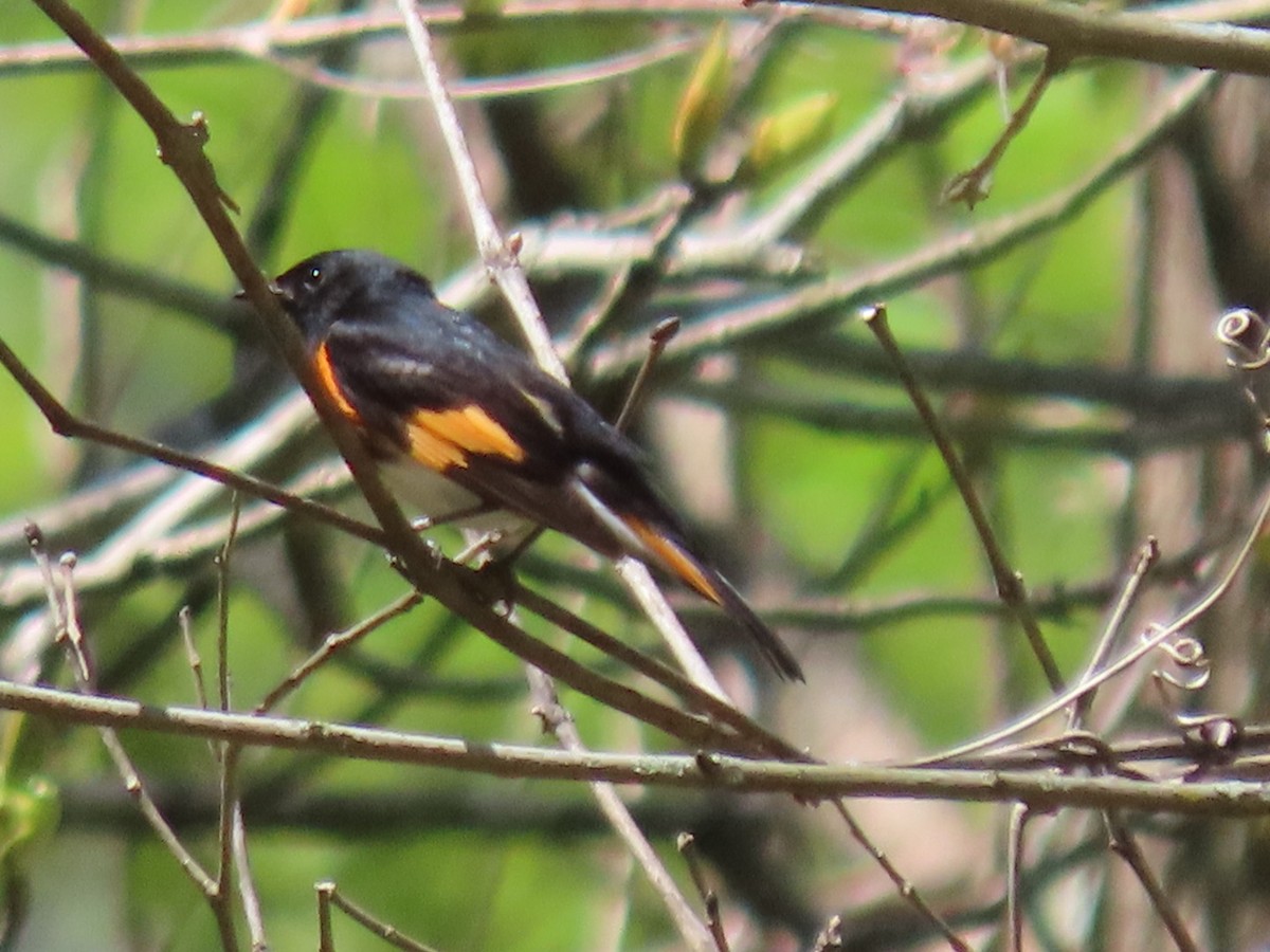 American Redstart - ML634659900